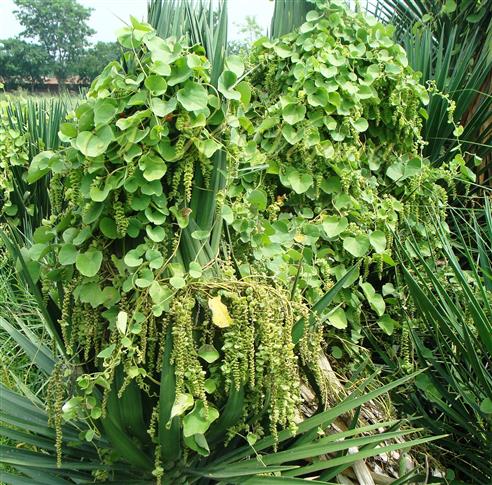  Female plant with female inflorescences